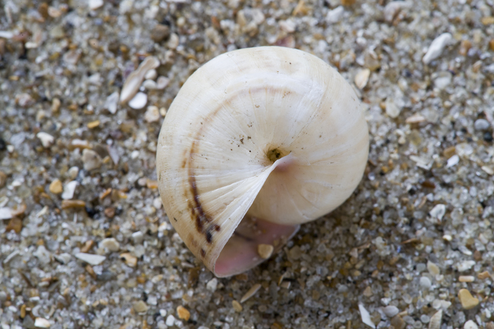 Shells white garden snail