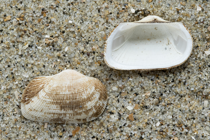 Shells milky-white ark Shells milky-white ark