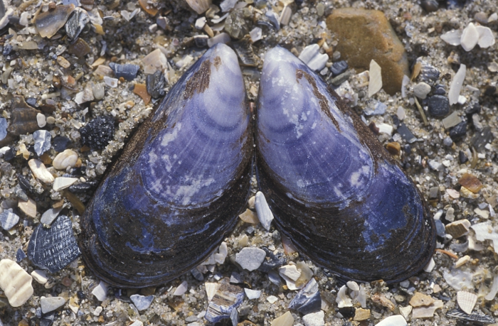 Shells blue mussel