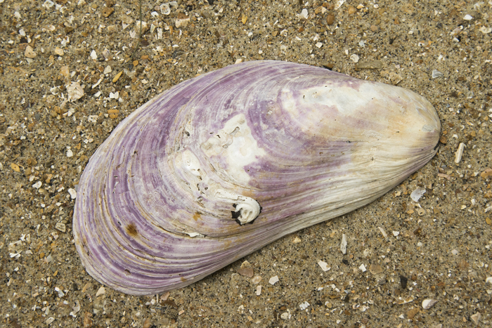 Shell northern horsemussel