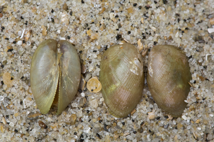 Shells spotted mussel