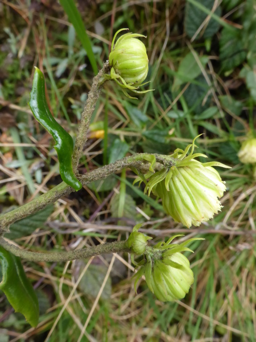 Capitulum detail