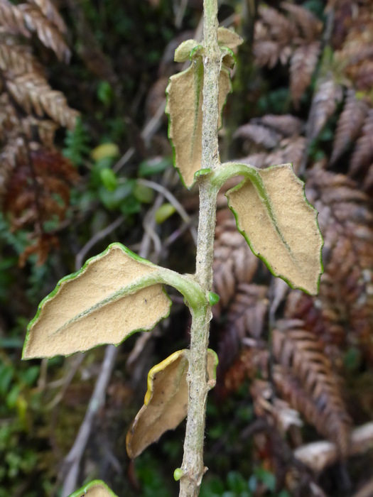 Abaxial leaf surface