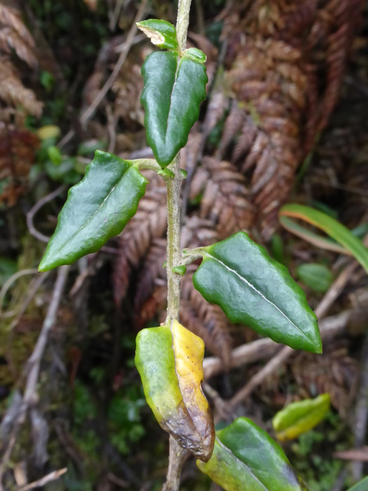 Adaxial leaf surface Adaxial leaf surface