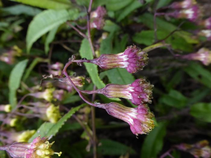 Capitula Capitula