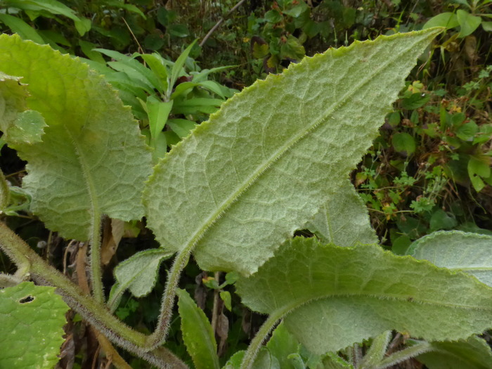 Abaxial leaf surface