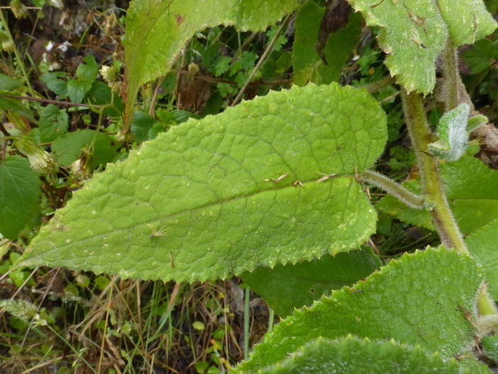 Adaxial leaf surface