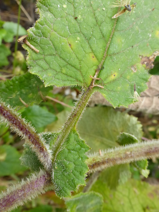 Leaf auricles