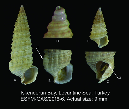 Varicopeza pauxilla Varicopeza pauxilla