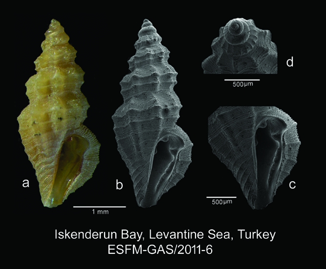 Pseudorhaphitoma iodolabiata