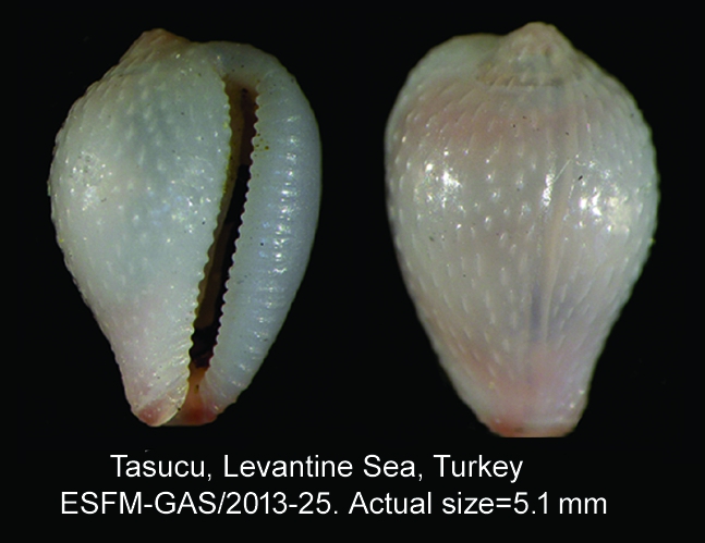 Eratoena sulcifera Eratoena sulcifera