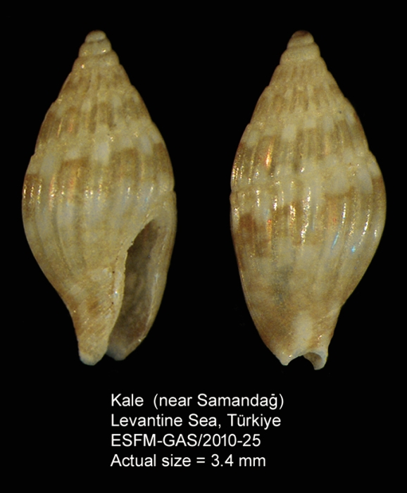 Zafra obesula Zafra obesula