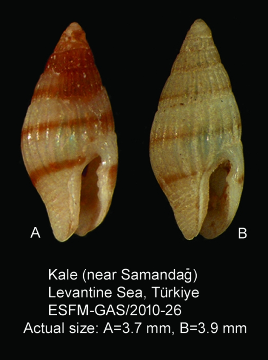 Zafra pumila Zafra pumila