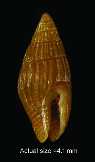 Zafra pumila