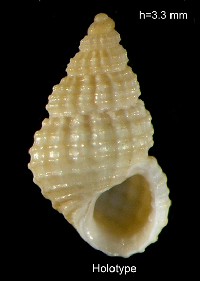 Alvania marmarisensis Alvania marmarisensis
