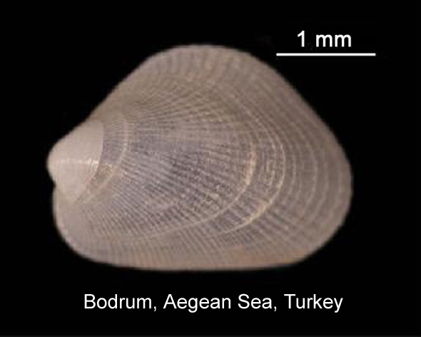 Rhomboidella prideauxi