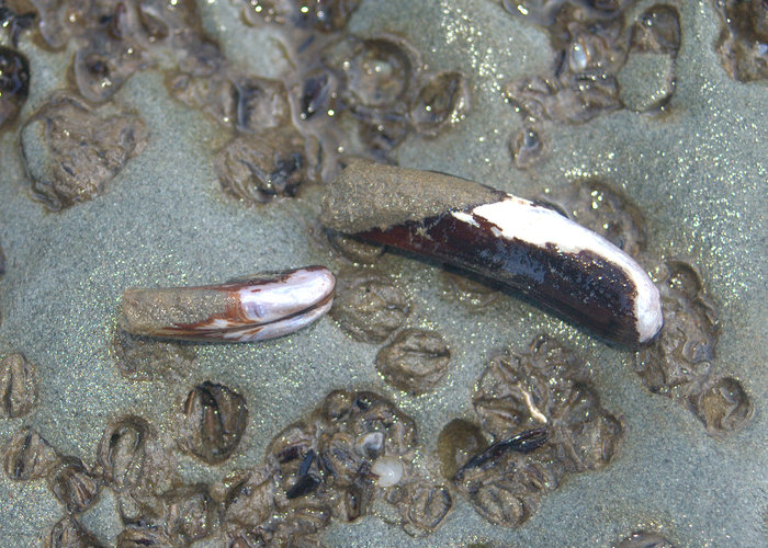 Datemussel Datemussel