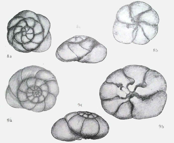Discorbis vilardeboana var. karadagica Dolgopolskaya & Pauli, 1931 types Discorbis vilardeboana var. karadagica Dolgopolskaya & Pauli, 1931 types