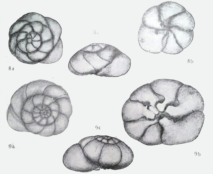 Discorbis vilardeboana var. karadagica Dolgopolskaya & Pauli, 1931 types