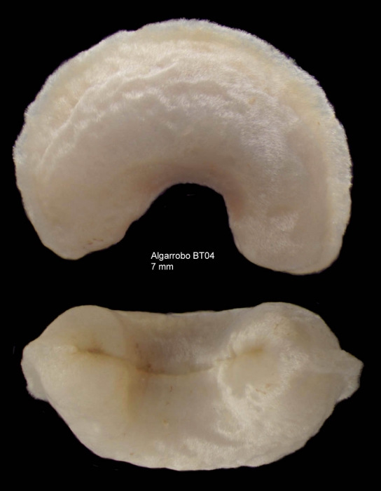 Neomenia carinata Tullberg, 1875 - Specimen from Alboran Sea, Djibouti Banks, 350-365 m (length 7 mm)