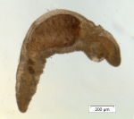 Ctenodrilus serratus habitus