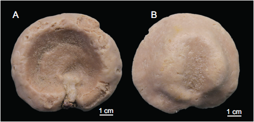 Holotype MNHN-IP-2018-84
