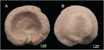 Neoschrammeniella inaequalis Holotype MNHN-IP-2018-84