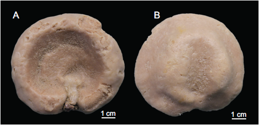 Neoschrammeniella inaequalis Holotype MNHN-IP-2018-84