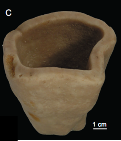 Neoschrammeniella piserai Holotype MNHN-IP-2008-234