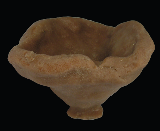Neoschrammeniella pomponiae Holotype MNHN-IP-2008-233