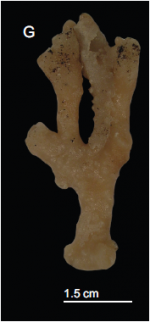 Discodermia arbor Holotype. MHNH-IP-2008-211