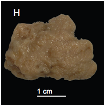Discodermia kellyae Holotype. MNHN-IP-2008-208