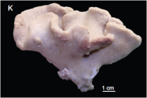 Macandrewia schusterae Holotype. MNHN-IP-2018-87
