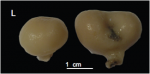 Holotype. MNHN-IP-2008-222