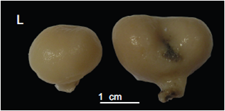 Holotype. MNHN-IP-2008-222