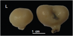 Macandrewia minima Holotype. MNHN-IP-2008-222
