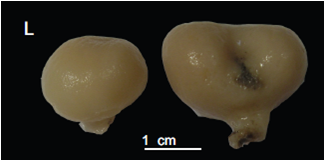 Macandrewia minima Holotype. MNHN-IP-2008-222