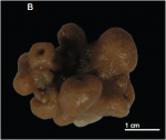 Exsuperantia levii Holotype. MNHN-IP-2008-201