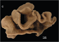 Sample MNHN-IP-2008-239 from Hyes Seamount