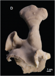 Holotype. MNHN-IP-2018-72