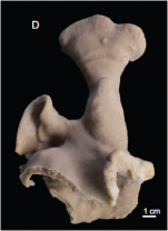 Leiodermatium tuba Holotype. MNHN-IP-2018-72