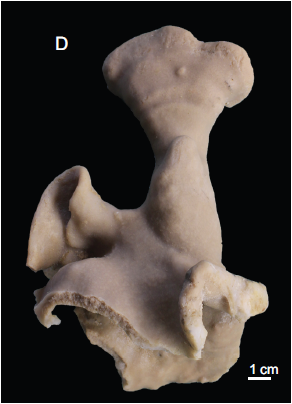Leiodermatium tuba Holotype. MNHN-IP-2018-72