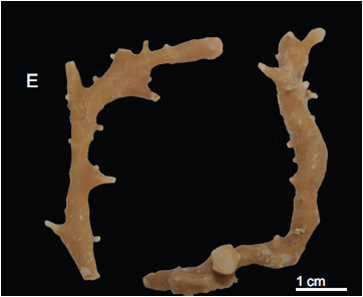 Siphonidium elongatus Holotype. MNHN-IP-2008-236