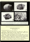 Loxoconcha anomala Brady, 1880 - Lectotype from Puri & Hulings, 1976