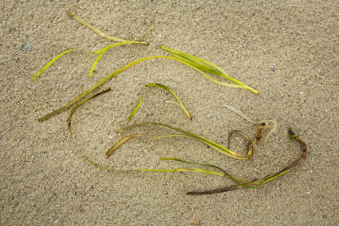 Common eelgrass Common eelgrass