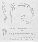 Araeolaimus longicauda