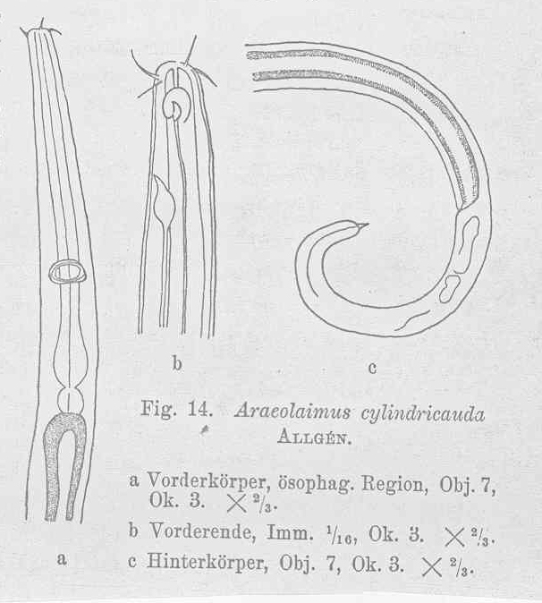 Araeolaimus longicauda