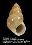 Barleeia minuscula
