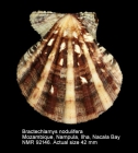 Bractechlamys nodulifera
