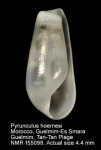 Pyrunculus hoernesi